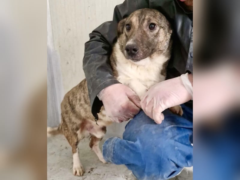 Ramon...ein Herz auf 4 Pfötchen....