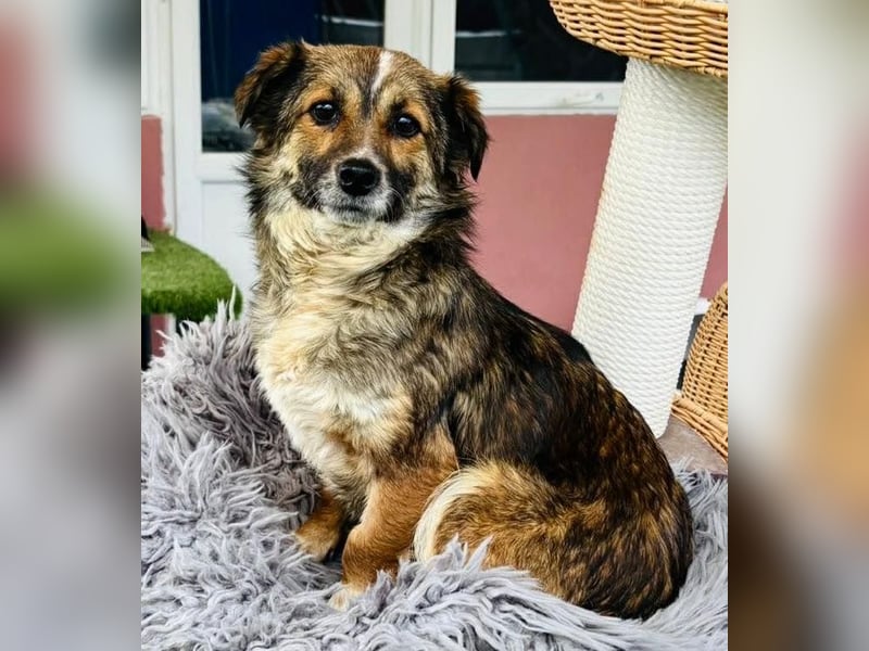 Katzenverträglichen Minimäuschen Ina