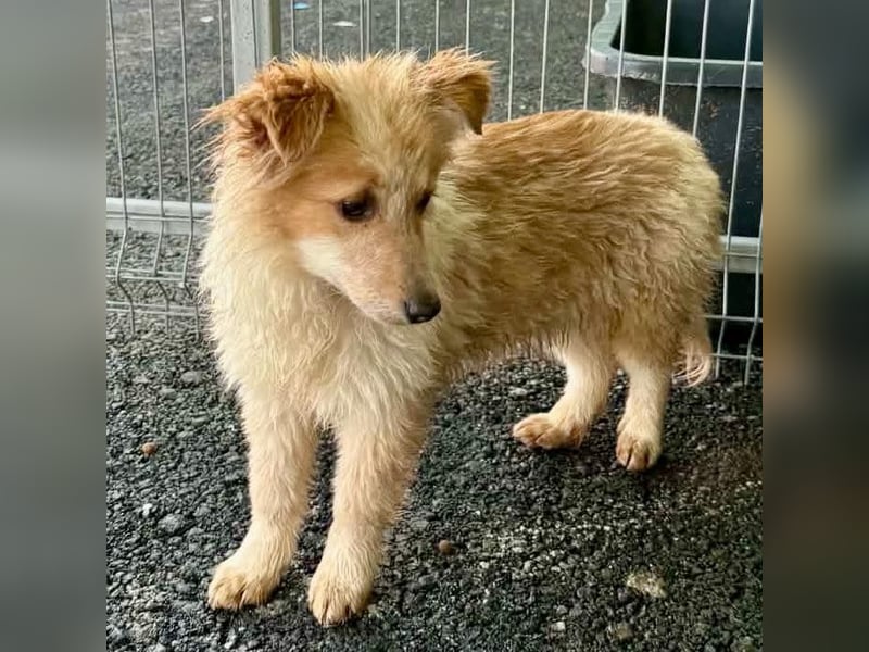 Lani – kleines Hundekind auf der Suche nach Geborgenheit