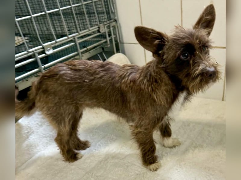 Schokomäuschen PENNY…