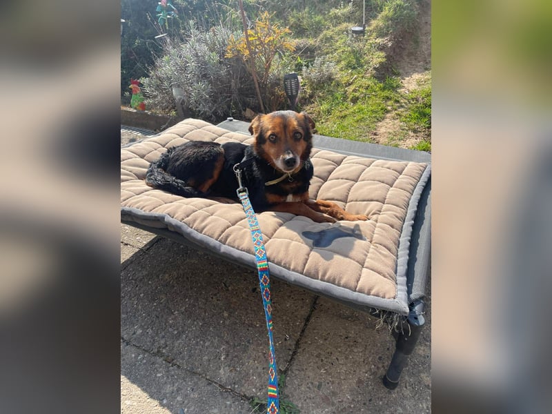 Liebesbedürftige Linn sucht Für-Immer-Zuhause