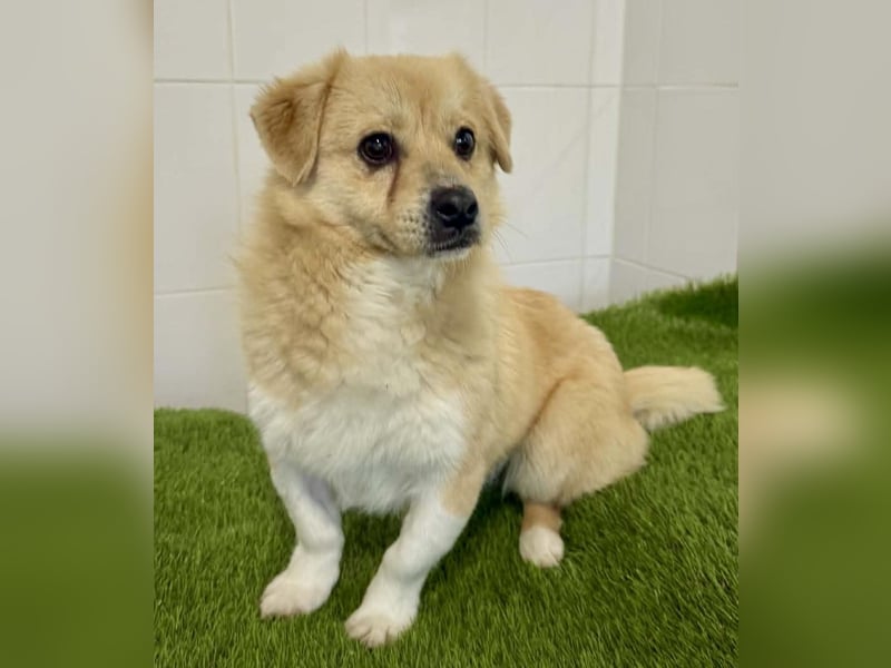 Katzenverträgliches Mini Männlein Capper