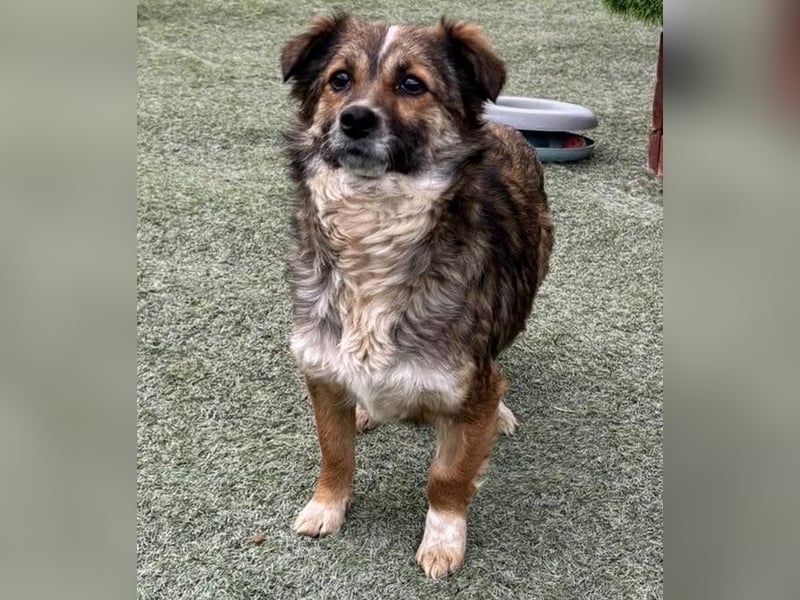 Katzenverträglichen Minimäuschen Ina