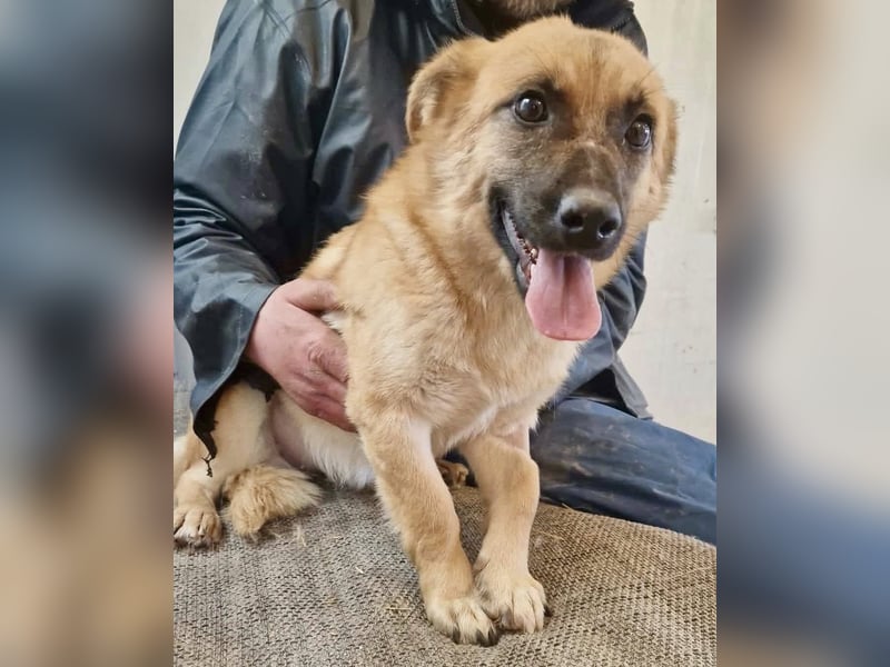 Super sanfte Pfötchengeberin Ava