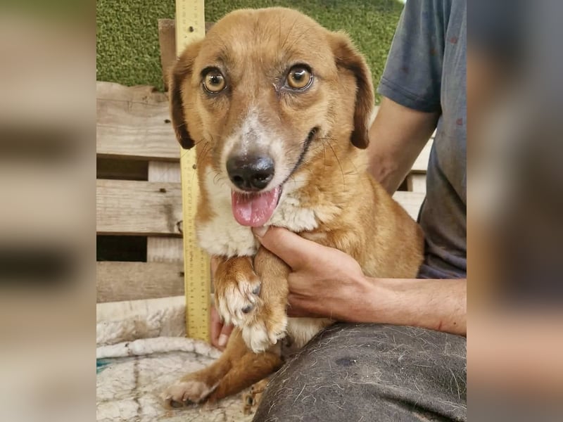 Tapsy, kleines Herz sucht Geborgenheit