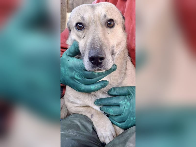 Kleiner ängstlicher Hundebub Balou