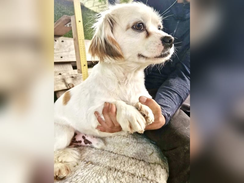 Ulli– kleiner Herzensbrecher sucht sein Glück