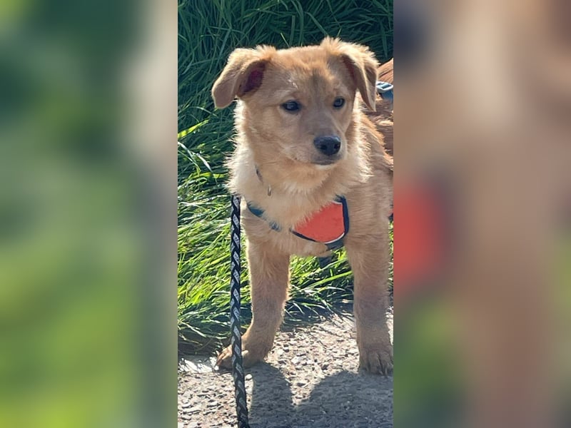 Zuckerschnute Enya sucht ihr Für-immer-Zuhause