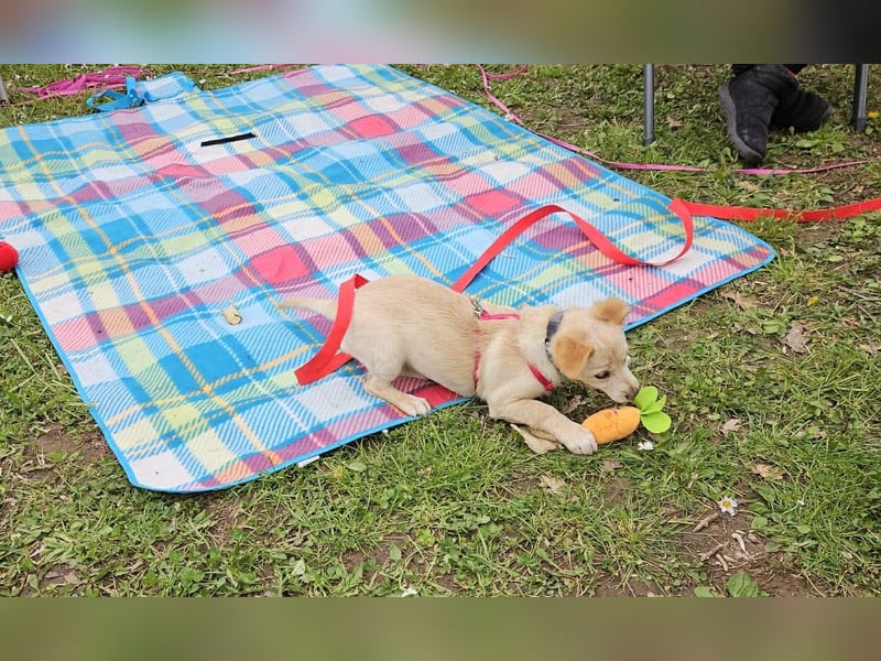 Supersüße kleine Bella sucht ihr Für-immer-Zuhause