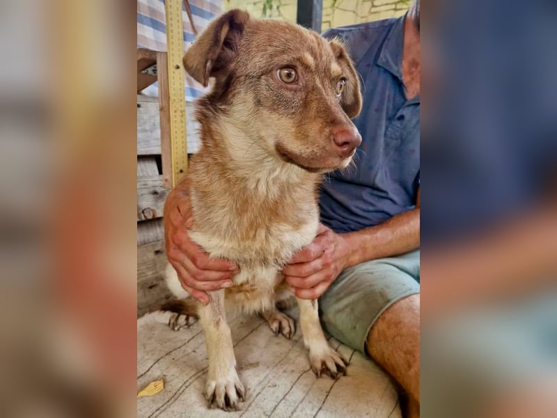 Sanfte Bambi sucht Menschen, die ihre Seele heilen