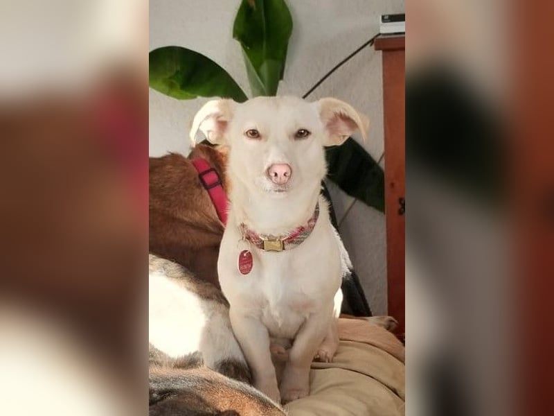 Kleine Selly sucht ein liebevolles Zuhause