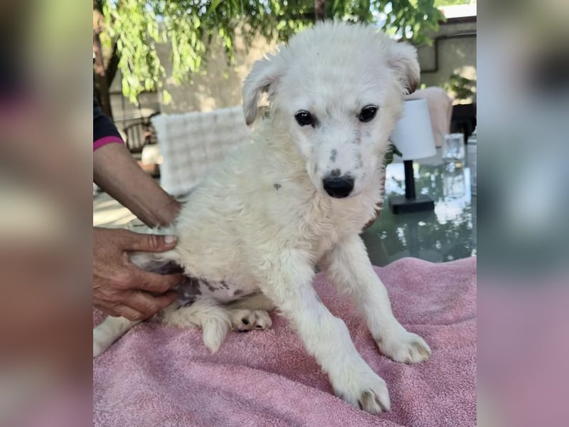 Pearl – kleines Wunder sucht ihre Familie