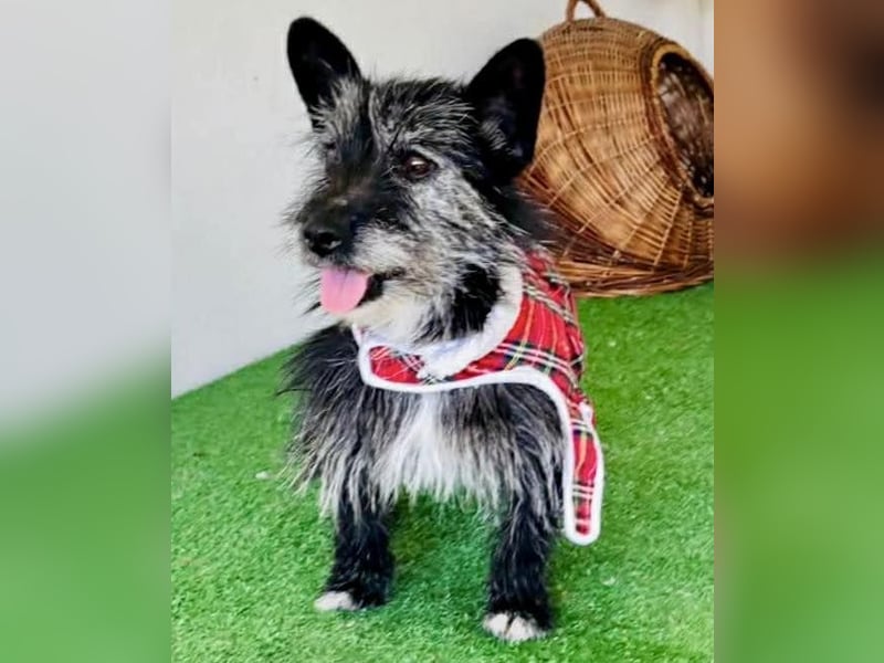 Katzenverträgliches Minimäuschen Finja