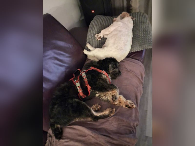 Kuschelbär Anton auf der Suche nach seiner Familie