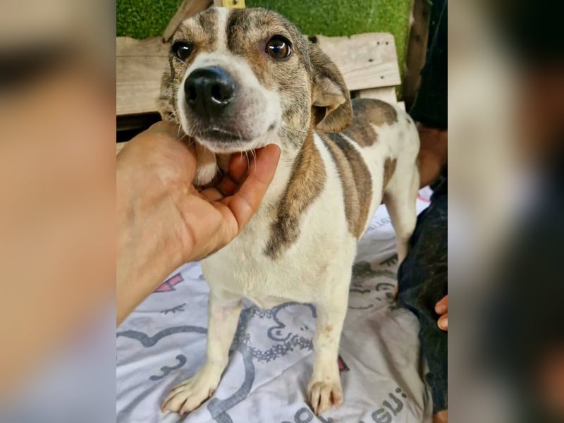 Lara, kleine Maus sucht wieder Liebe