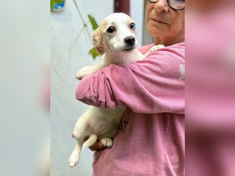 Susi – kleines Welpenmädchen sucht ihr Happy End