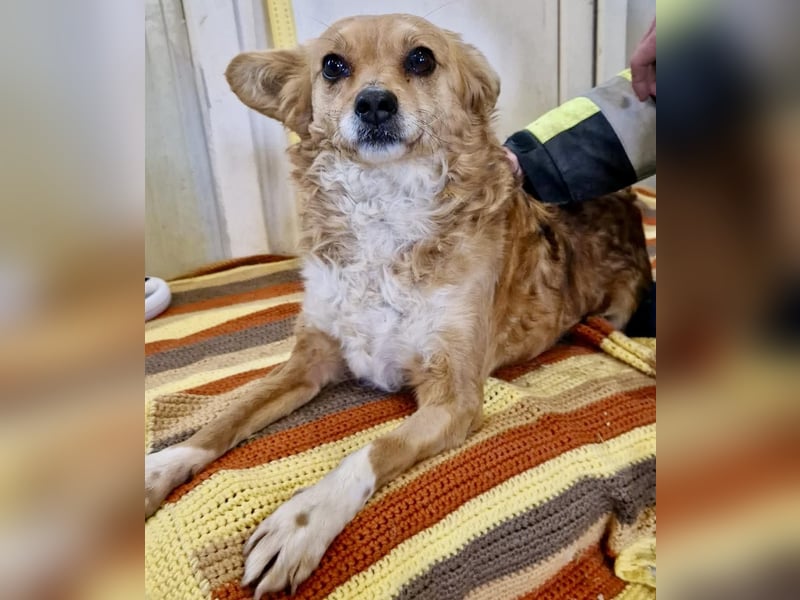 Liebe, kleine Schmusemaus Maya