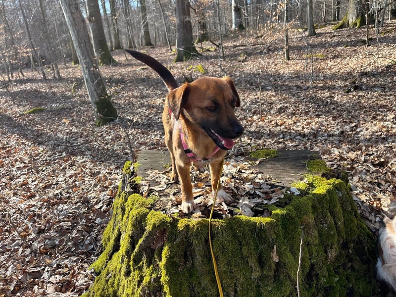 Kleine Allrounderin Nika sucht Familienanschluss