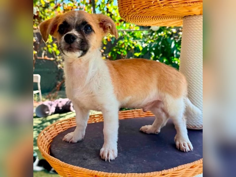 Teddy, kleinbleibender Welpenjunge sucht seine Familie
