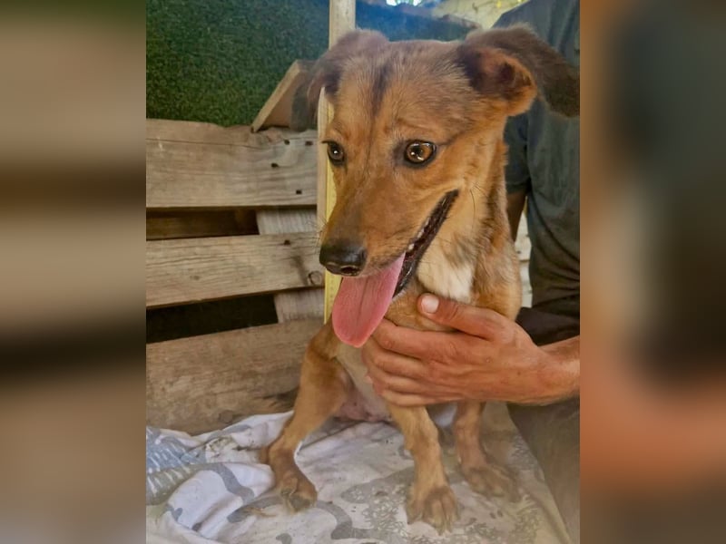 Souly, kleine Kämpferin sucht ihr Glück
