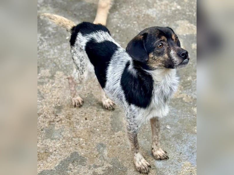 Sensibler, freundlicher Louie