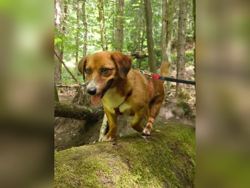Kuschelmaus Tapsy sucht ihr Glück