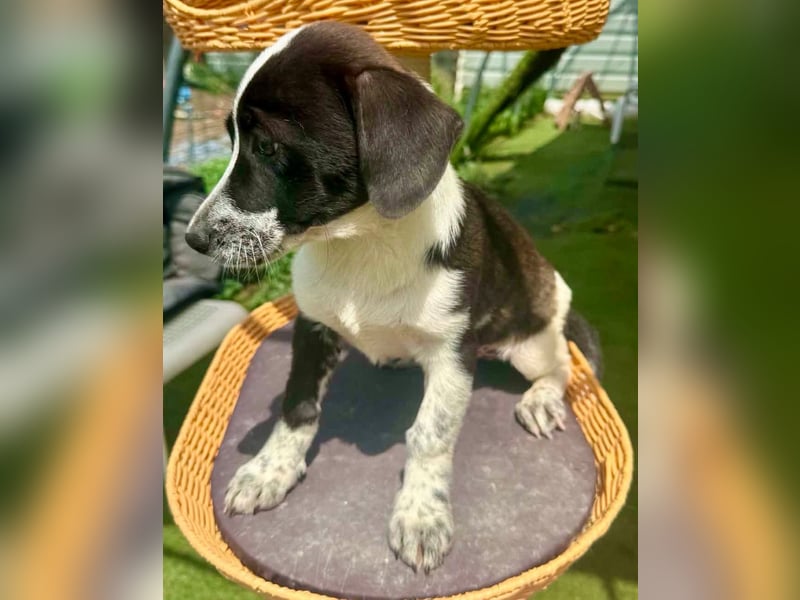 Nika, kleines Glück auf vier Pfötchen