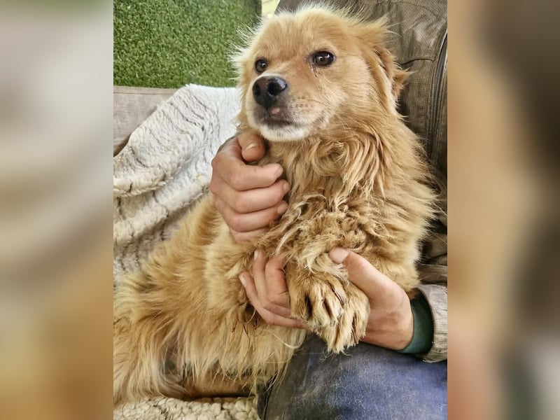 Socke – fröhlicher kleiner Grinsebär sucht sein Glück