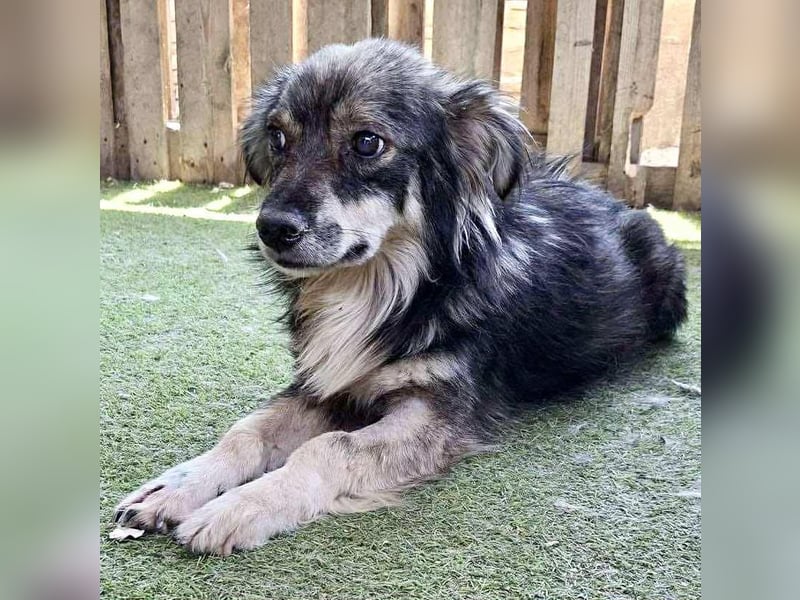 Ilay – junger, menschenbezogener Rüde sucht liebevolles Zuhause