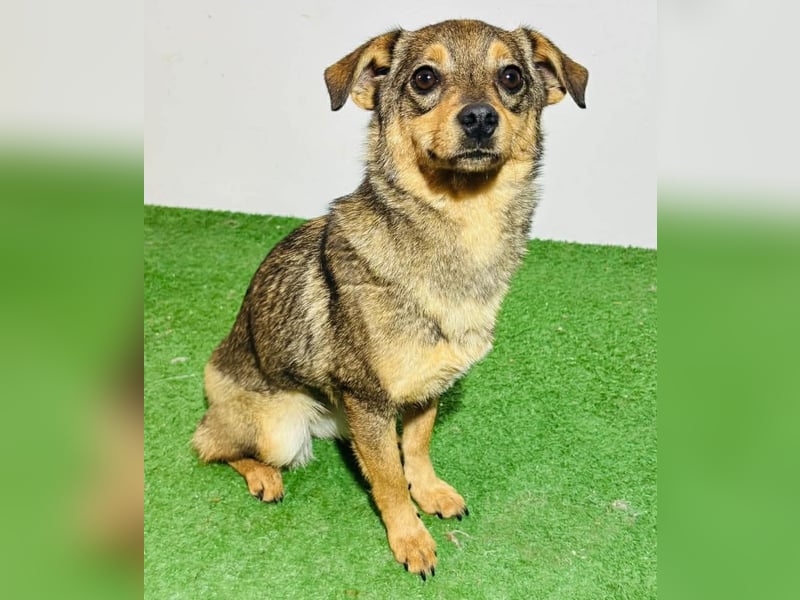 Zartes Hundemädchen Netty