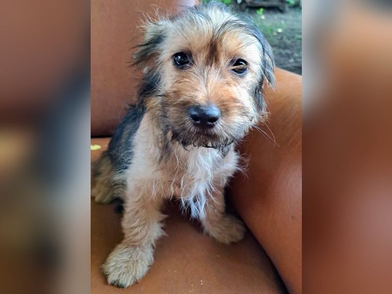 Zuckersüßes Welpenmädchen Elsie - geboren, um zu leben.