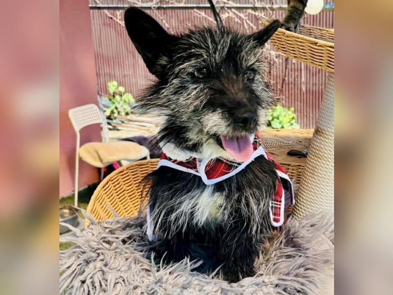 Katzenverträgliches Minimäuschen Finja