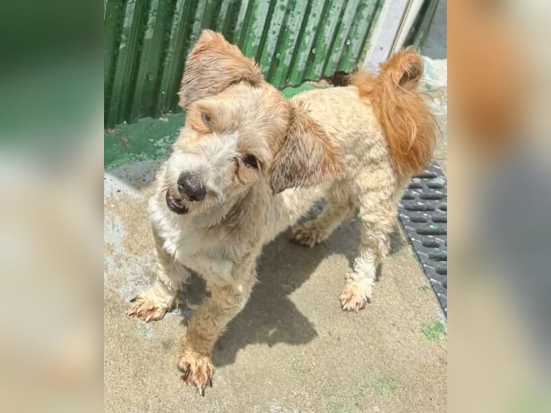 Carino – kleiner Herzenshund sucht seine Menschen