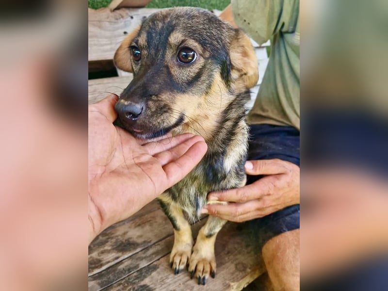 Kurti, kleiner Schmuseclown sucht seine Familie