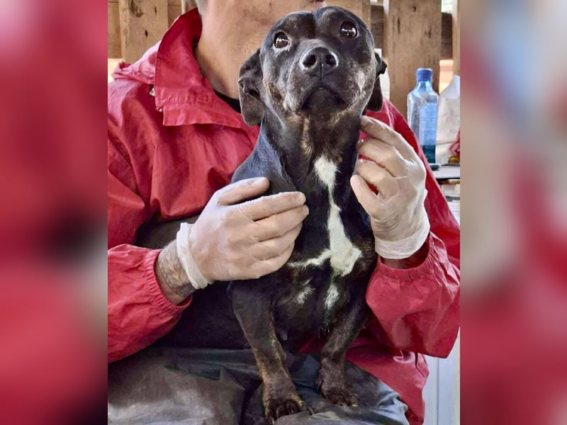 Kleine Ginny – Von der Kette ins Glück