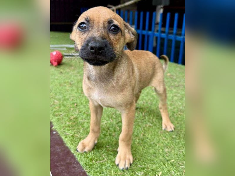 Balu - kleinbleibender Welpenbub