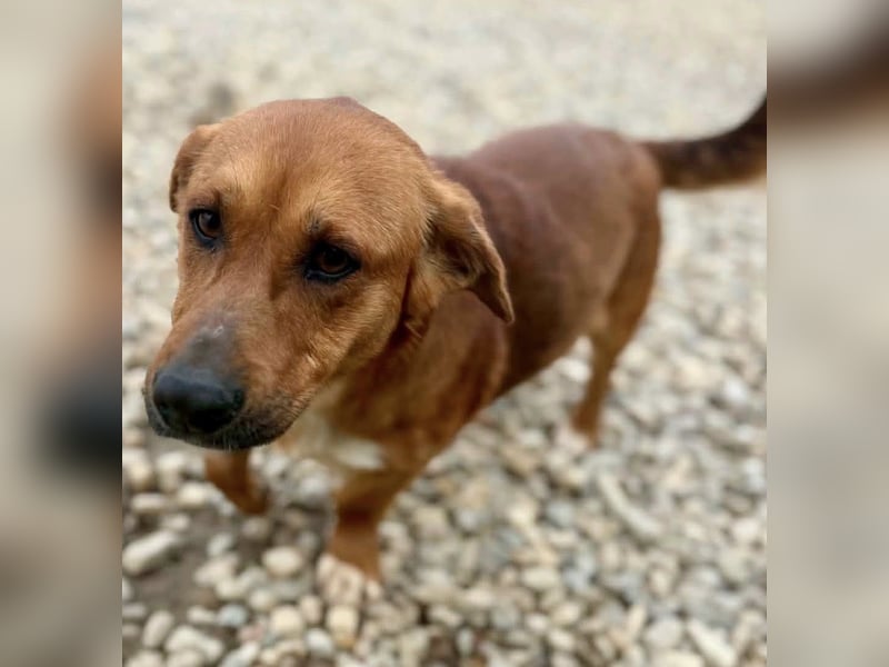 Sanfter Schmuser Wally sucht sein Zuhause