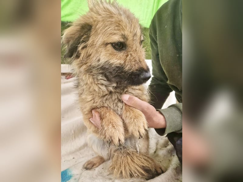 Sanfte kleine Alva sucht ihr Glück