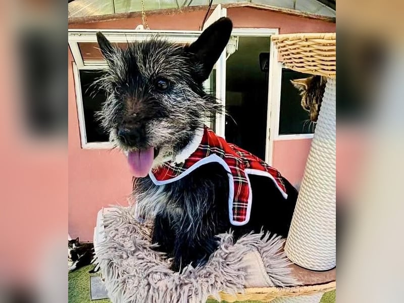 Fröhliche Terrier-Mix-Hündin Finja sucht liebevolles Zuhause
