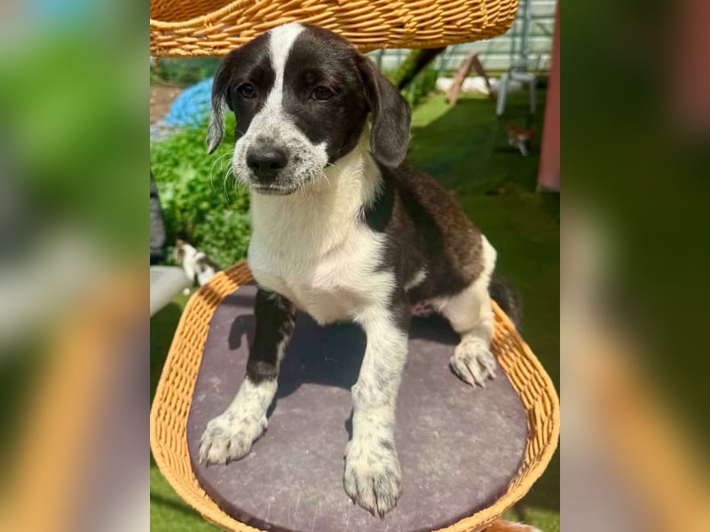 Nika, kleines Glück auf vier Pfötchen
