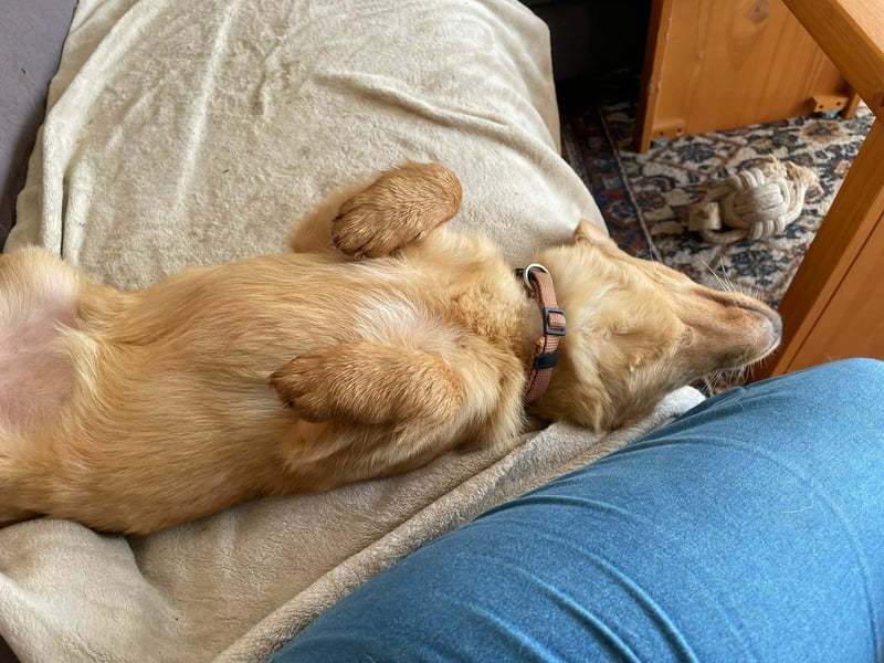 Zuckerschnute Enya sucht ihr Für-immer-Zuhause