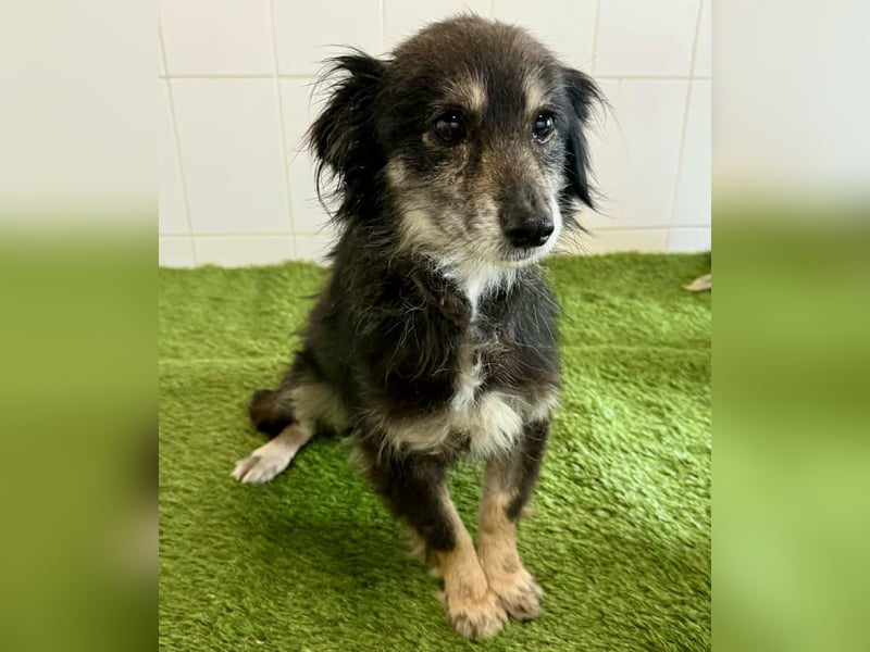 Katzenverträgliches Schmusemäuschen Hope