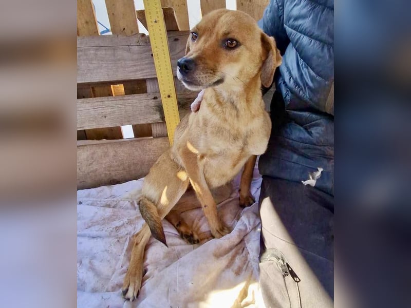 Coco - freundliche Schmusemaus