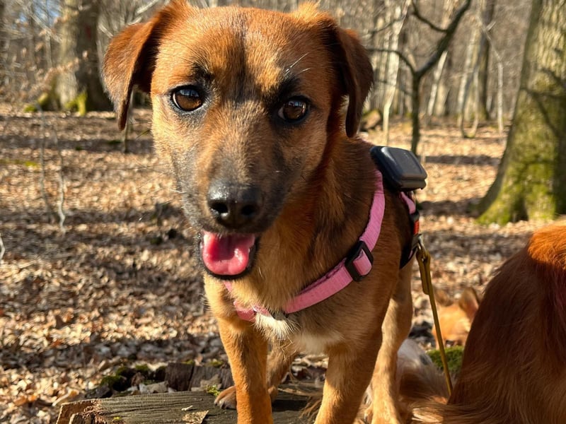 Kleine Allrounderin Nika sucht Familienanschluss