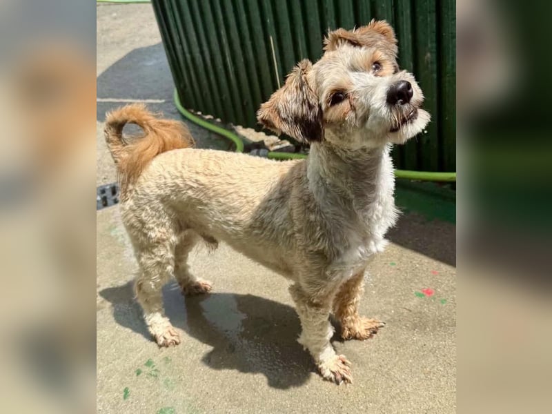 Carino – kleiner Herzenshund sucht seine Menschen