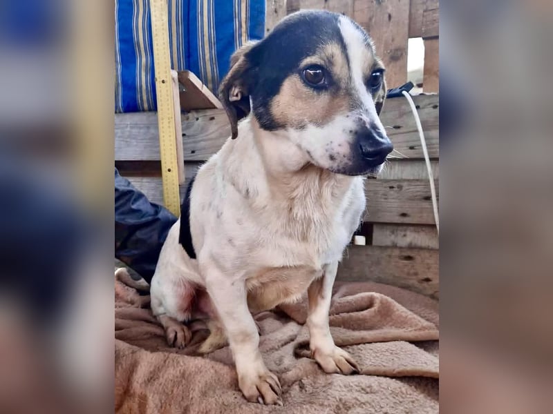 Trauriger kleiner Rambo