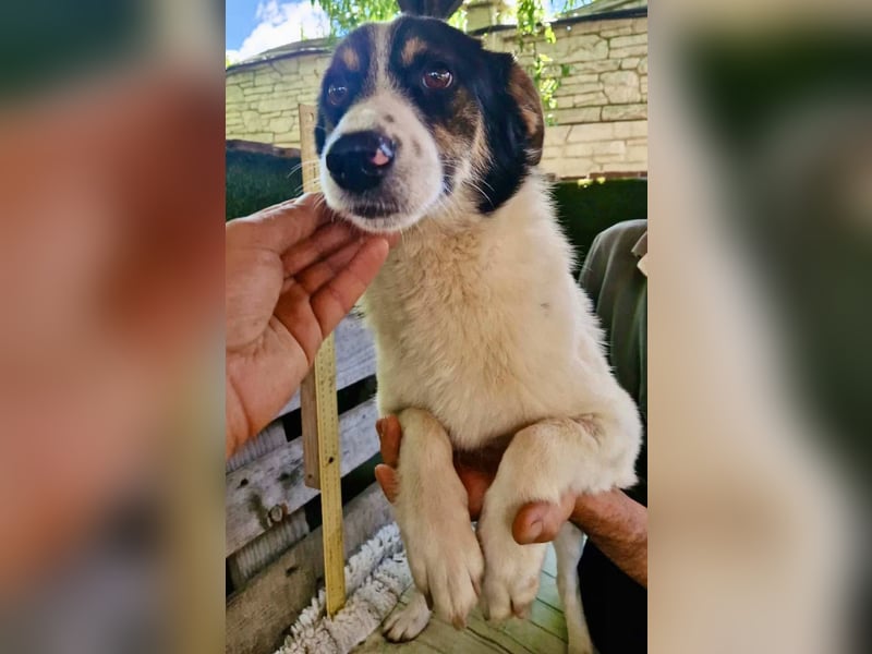 Duddly , fröhlicher Sonnenschein sucht seine Familie
