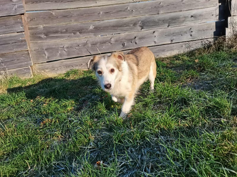 LORA – sanfte, liebevolle Hündin sucht neues Zuhause