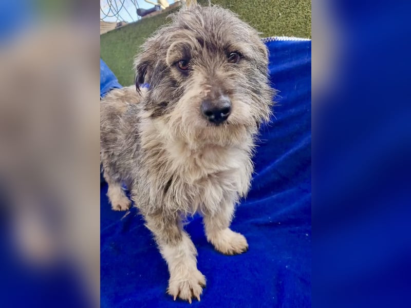 Kleiner Scottie sucht sein Glück