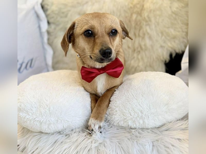 Katzenfreundliches Mini Mäuschen Stella